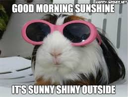 For you, in this article, i have collected all the good morning sunshine memes wishes with funny animals pictures. Good Morning Sunshine Memes