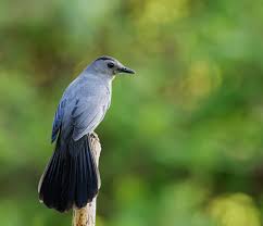the gray catbird is an amazing singer