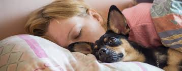 why-do-dogs-like-to-sleep-next-to-you