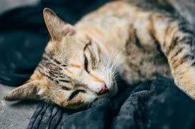 Spaying a female cat when she is young greatly reduces the chances of breast cancer. Liver Disease In Cats Great Pet Care