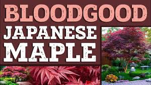 bloodgood anese maple plantingtree