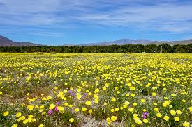 california s desert has exploded with