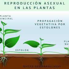 reproducción en las plantas