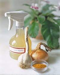 using garlic spray