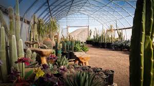 cactus joe s desert garden nursery
