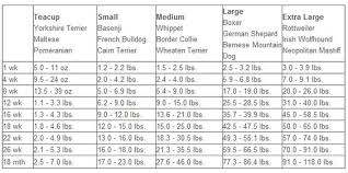 Border Collie Puppy Weight Chart Goldenacresdogs Com