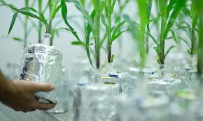 Cinco grandes avances en Biotecnología Agrícola – Agriculturers.com | Red de Especialistas en Agricultura