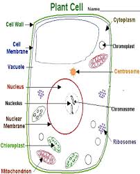 12 Drawing Animal And Plant Cell Parts Animal Drawingde Com