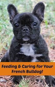 24 Best French Bulldog Feeding Guide Images French Bulldog