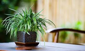 5 Air Purifying Plants That Are Safe