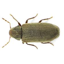 furniture carpet beetle identification