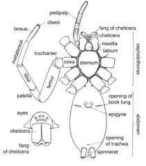 Spider Anatomy Wikipedia