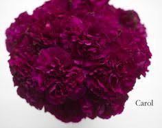 46 Best Carnation Colors Images Carnation Colors