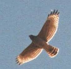 cooper s hawk the texas breeding bird