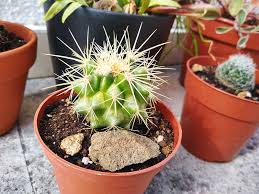 Some propagators like to dust the cut end of the offset. Cactus Yellowing Issues Fix What To Do If Your Cactus Turns Yellow