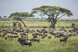 Facts About Tanzanias Serengeti You Need To Know Tinga