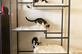 the 10 best cat trees of 2023 tested