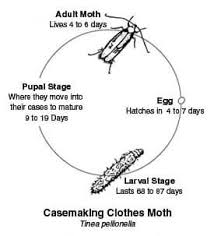 case bearing carpet moths tinea