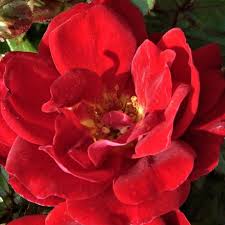 ruby flower carpet uk potted rose