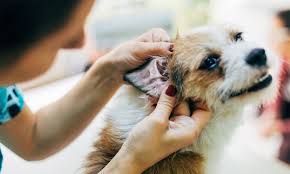 treating yeast infections in dog