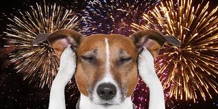 Tips for keeping pets safe and calm during fireworks - Legacy Pet  Crematorium