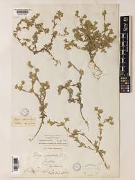 Filago lutescens Jord. | Plants of the World Online | Kew Science