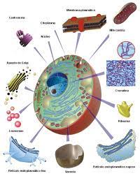 ♢Desarrollo Histórico del concepto de la célula - BIOCIENCIASDESAMUEL