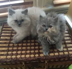 Of unparalleled beauty, the persian cat was and is a sight to behold. Doll Face Persian Kittens For Sale Nj Classifieds