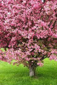 10 Best Flowering Trees For Homes