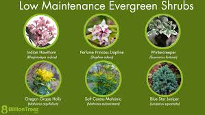 50 low maintenance evergreen shrubs