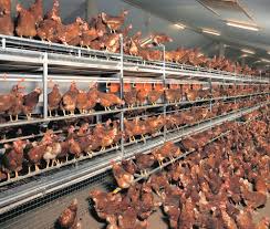 Layer poultry farming means raising egg laying poultry birds for the purpose of commercial egg production. Layer Poultry Housing Guide For Building A House For Your Layers