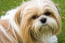 How the Coat of a Shih Tzu Differs From That of Other Dog Breeds
