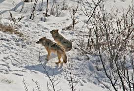 isle royale wolf relocation project