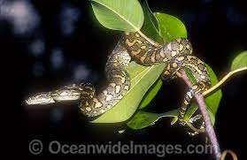 australian python stock photos
