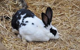 Compared to other common meats, rabbit meat contains less. Starting A Rabbit Farming Business Profitable Business Plan Makeinbusiness Com