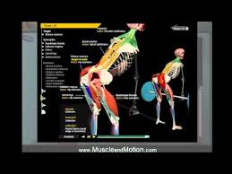 How To Deadlift Properly 3d Animation Of Muscles In Motion