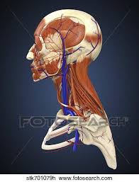 Choose from 500 different sets of flashcards about muscles and bones human anatomy on. Side View Of Human Face With Bones Muscles And Circulatory System Drawing Stk701079h Fotosearch
