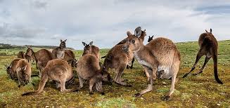 52,065 likes · 43 talking about this. Australia Kangaroo Island Evaneos