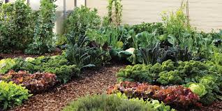How To Grow The Right Edible Garden For