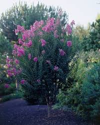 13 Types Of Flowering Trees With Purple