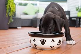 treating stomach ailments in dogs the