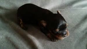 Newborn yorkies are really delicate creatures due to their small size, although, ironically, it is yorkie pups survive exclusively on breastmilk until about 4 weeks. Tiny Newborn 3oz Yorkie Puppy Yorkshire Terrier Puppies Yorkie Puppy Puppies
