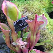 heliamphora nutans benth plants of