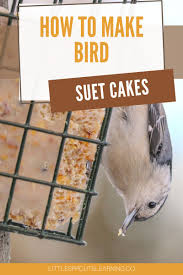 bird suet cakes little sprouts