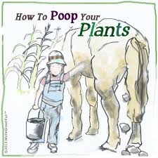 using manure in the garden