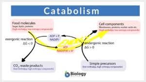 catabolism definition and exles