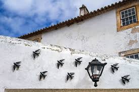 see swallows everywhere in portugal
