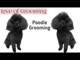 grooming a toy poodle you