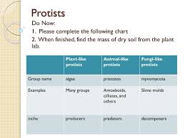 Ppt Protists Powerpoint Presentation Free Download Id