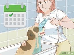 how to grow dog hair back 10 steps